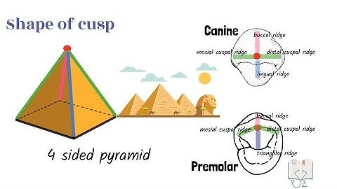 Anatomical Landmarks of Teeth- Part 1 (Elevations)