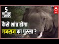 Jungle: The story of furious elephant and how was he captured