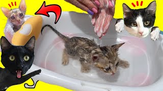 Como bañar a un gatito de los tres nuevos gatitos en casa / Videos de gatos Luna y Estrella