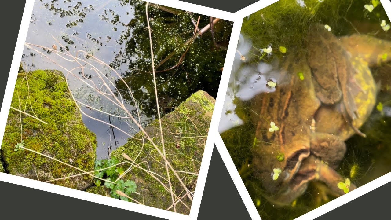 First amphibian of the year