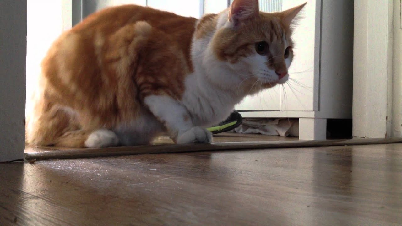 Cat chasing the ball YouTube