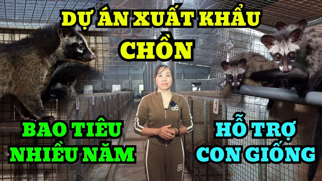 Trại Chồn Phú Thọ Liên Kết Hợp Tác Cùng Bà Con Xuất Khẩu Chồn Mốc ...