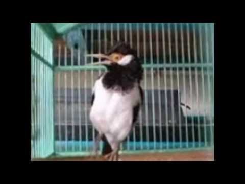 Ciri Ciri Burung Jalak Suren Betina Youtube