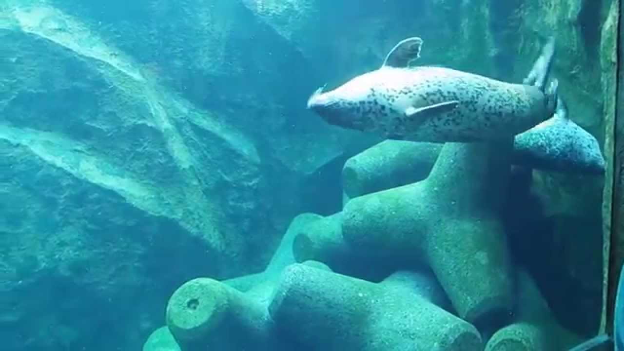 あざらし横泳ぎ