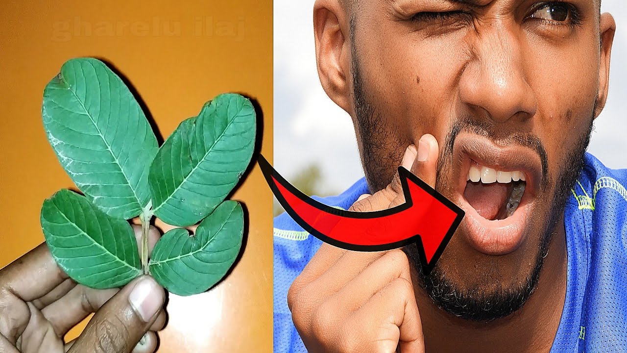 यह पत्ते चबाकर खालो दांत दर्द एक ही बार में हमेशा के लिए ख़त्म हो जाएगा । Tooth Pain ! dant dard - YouTube