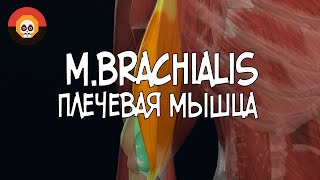 Плечевая мышца (m. brachialis) 3D Анатомия