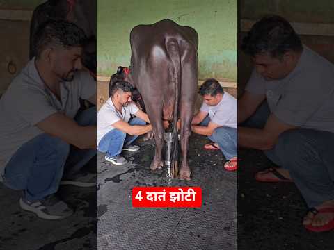 4 दातं झोटी, नीचे कटड़ी ( 90607_00002 )