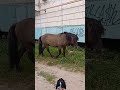 #якутск #якутия #horse #лошади #якутскиелошади