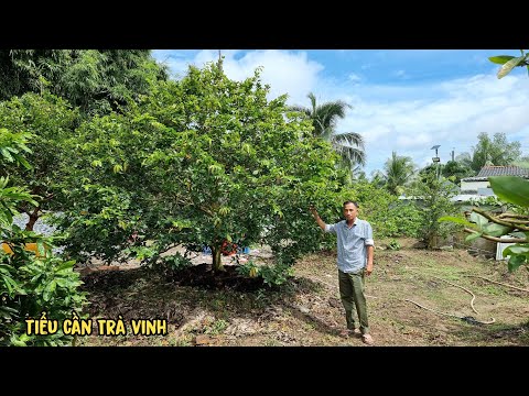 Video Cây mai Xù Chảy 1 cốt tàng khủng giá ngon tìm năng Trà... - youtube