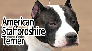 The American Staffordshire Terrier A Loving Family Companion