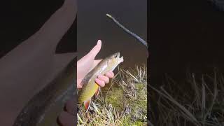 Rather be fishing 😂😂 #viralshort #fishing #trout #angling #outdoors #shorts #fyp