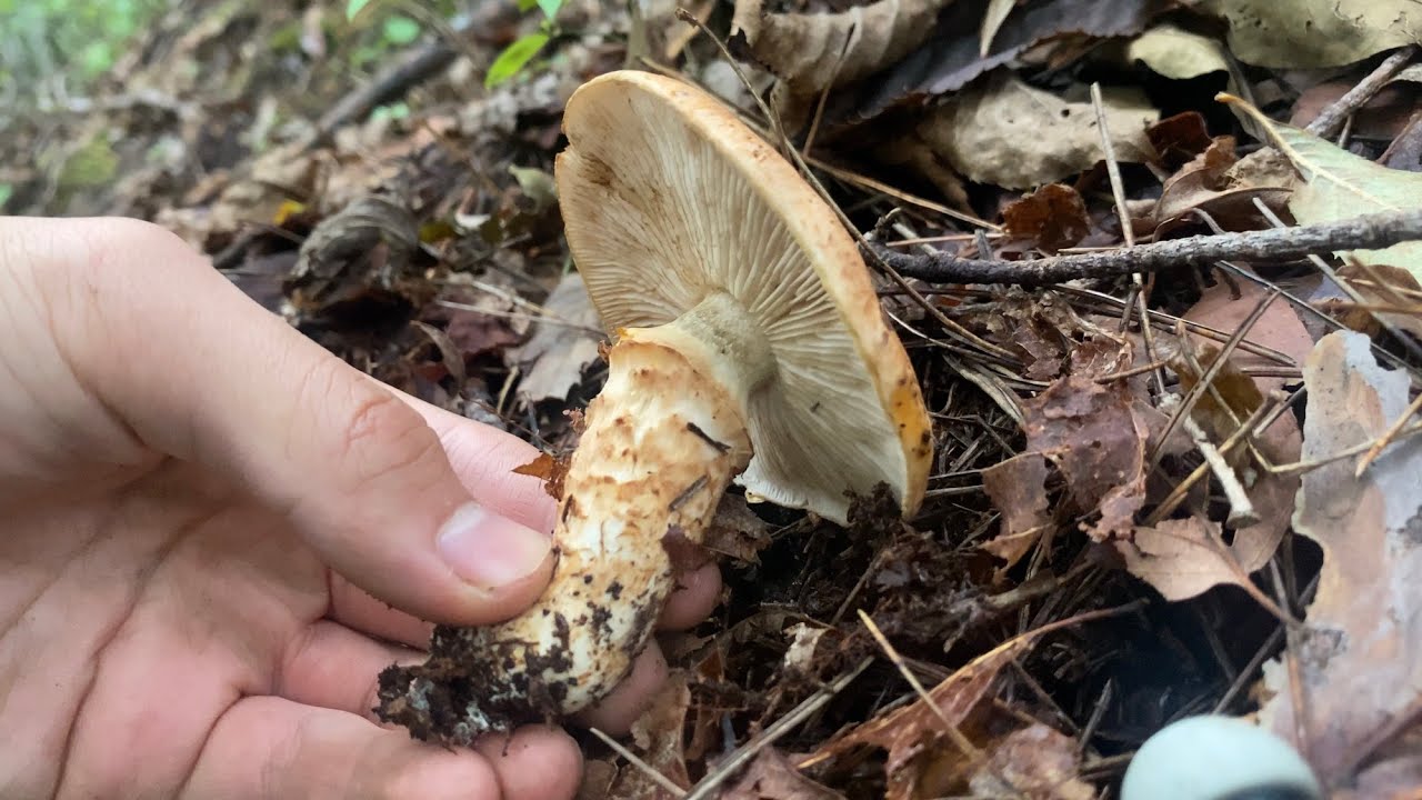 きのこ狩り　松茸のそっくりさん他、ハナイグチやショウゲンジを収穫。