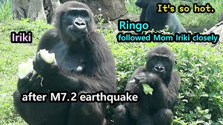 After M7.2 Earthquake Gorilla Ringo followed Mom Iriki closely at lunch time金剛猩猩Ringo緊跟媽咪吃午餐迪亞哥只想納涼