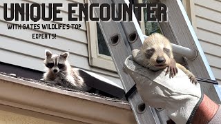 Unique Encounter: Remove Baby Raccoons with Gates Wildlife's Top Experts!