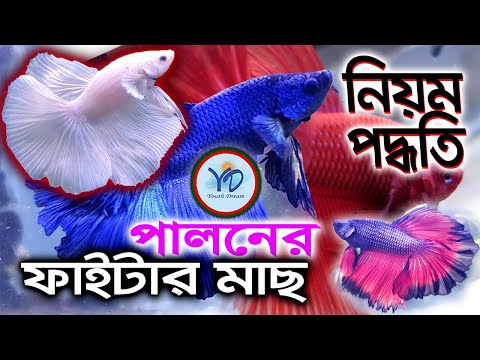 ভিডিও: কীভাবে একটি নতুন হিংস্র ঘোড়ার বিশ্বাস অর্জন করবেন