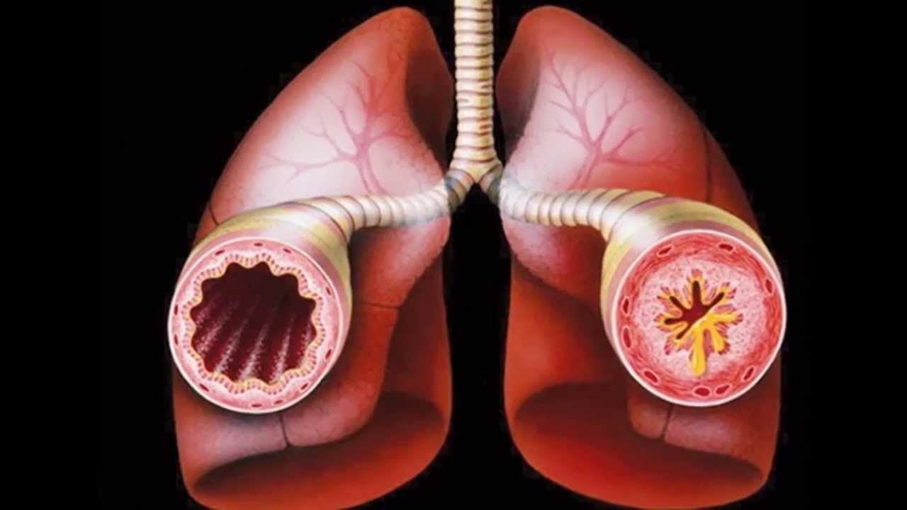 Lung Structure and Function Teaching Resources