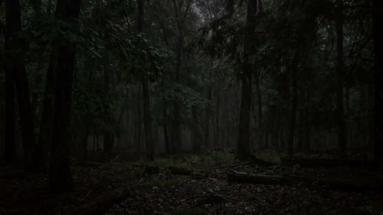 Rain in Misty Forest at Night 🌧️ Deep Sleep Rain Sounds | Relaxing Woodland Ambience