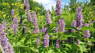 Save the Bees! Plant Anise Hyssop