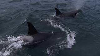 What is killer whale culture? | Ocean Wise