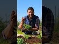 #fragole del mio #orto: come preservarle da #insetti #mattthefarmer #insalata #consociazione