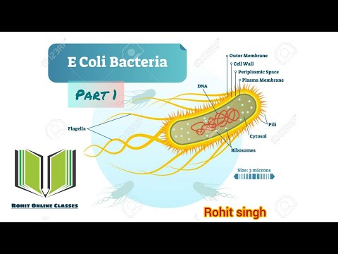 Video: Primerjave Bioinformatike Proteinov, Ki Vežejo RNA, Patogenih In Nepatogenih Sevov Escherichia Coli Razkrivajo Nove Dejavnike Virulence