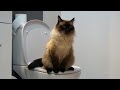Sabu Toilet Trained Cat
