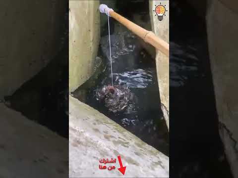 طريقة صيد ادهشت الجميع Shorts 