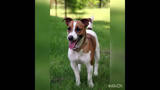 Jack Russell Terrier Perro