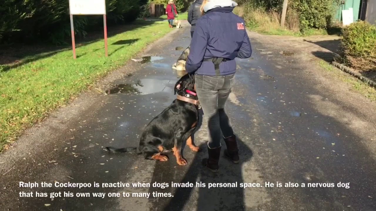 REACTIVE GROUP CLASS | DOGGY GAUNTLET essex county nj