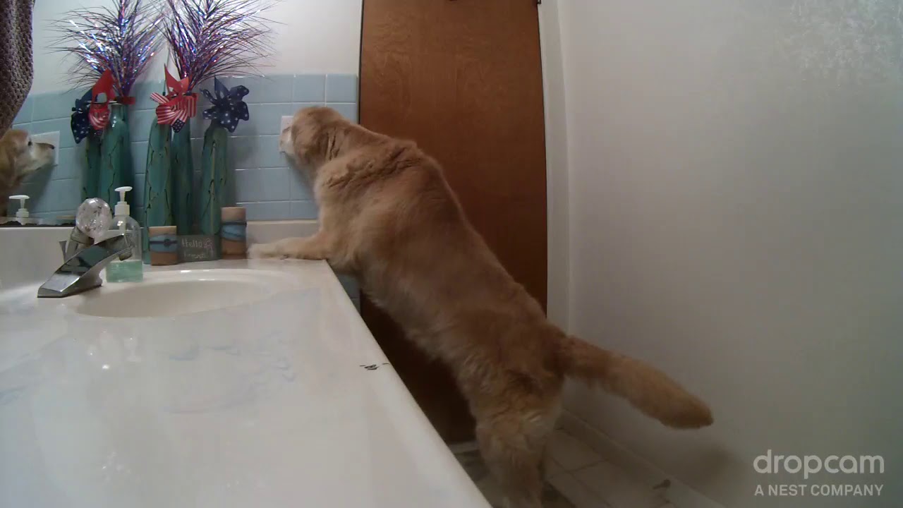 Un Perro Se Encierra En El Baño Y Prende La Ventilación