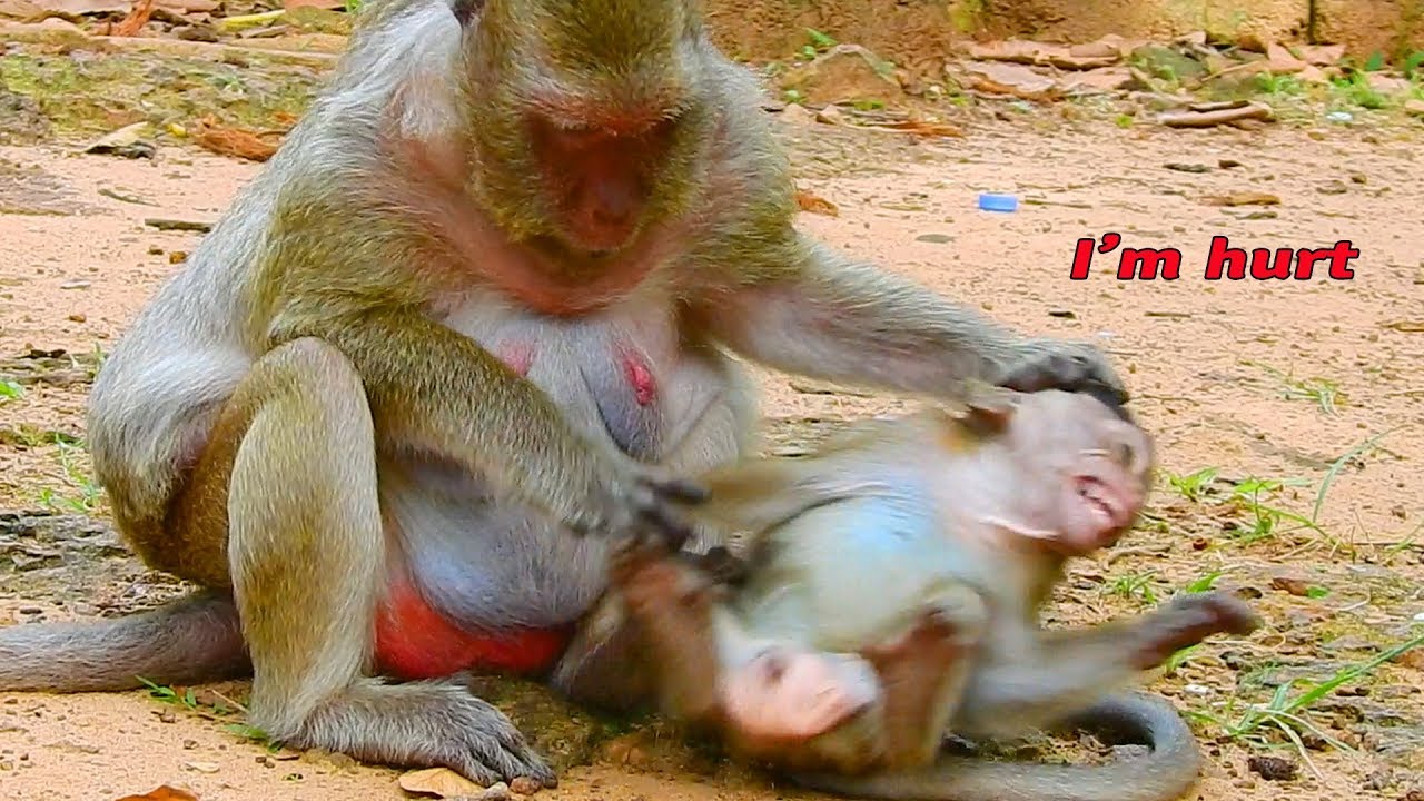 what is the bad day of Polino make mother angry and slap on him many time, he cry very sad / MP