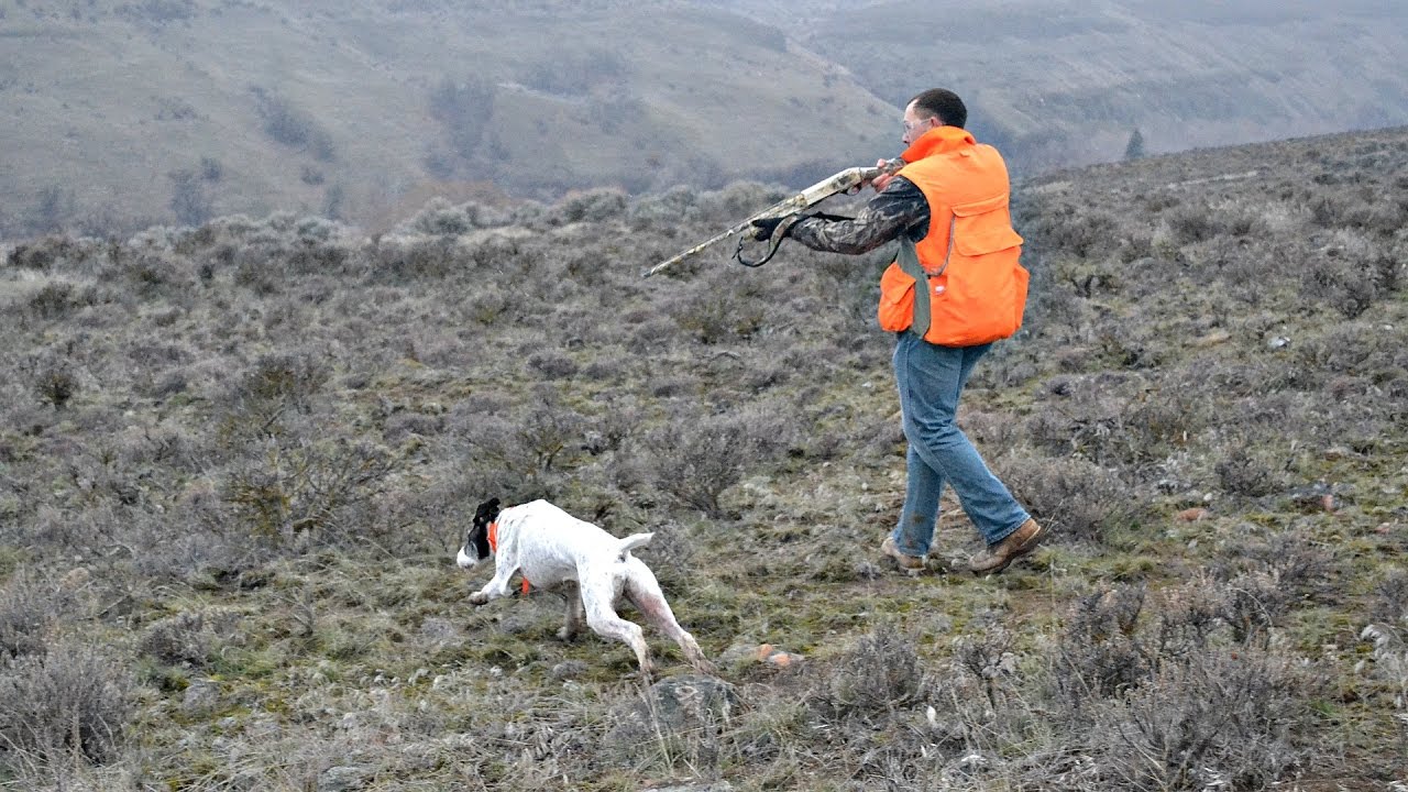 Pointing Dog Basic Training for Hunting Part 1 YouTube