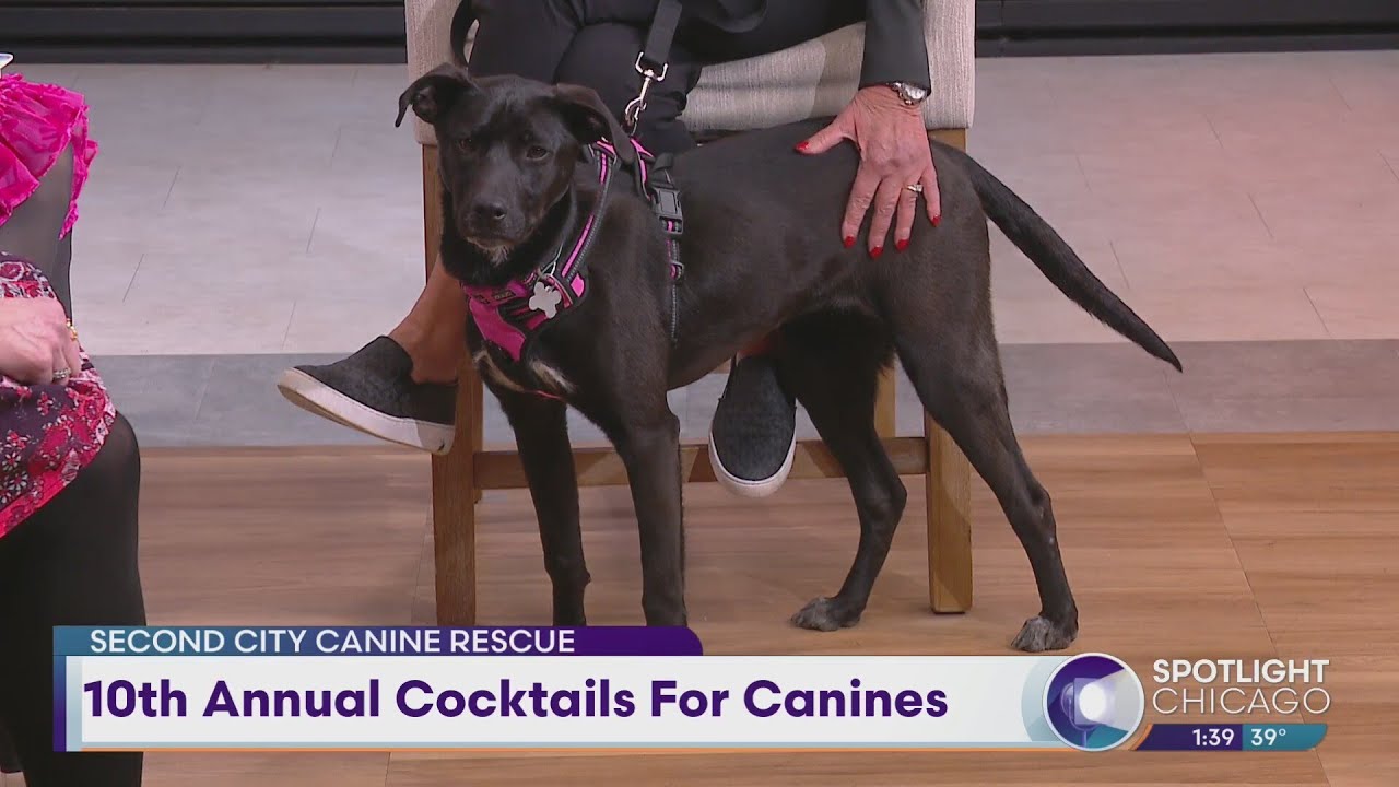 10th Annual Cocktails For Canines