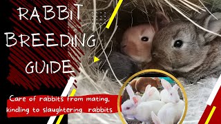 RABBIT BREEDING GUIDE | Essential information on care of pregnant mother and kits