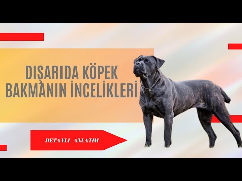 Video: Köpeğinizin Somonunu Güvenli Bir Şekilde Beslemek