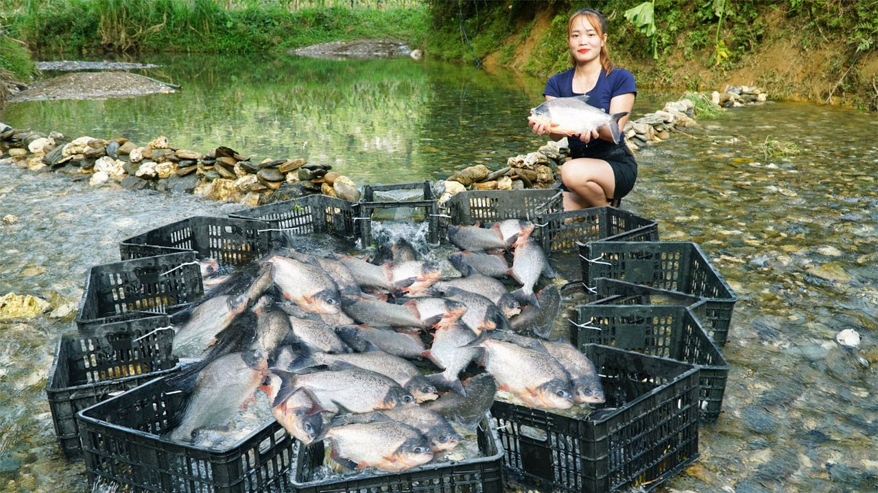 The Most Practical Fishing Technique Of Young Girl / Creative Traps From Discarded Baskets
