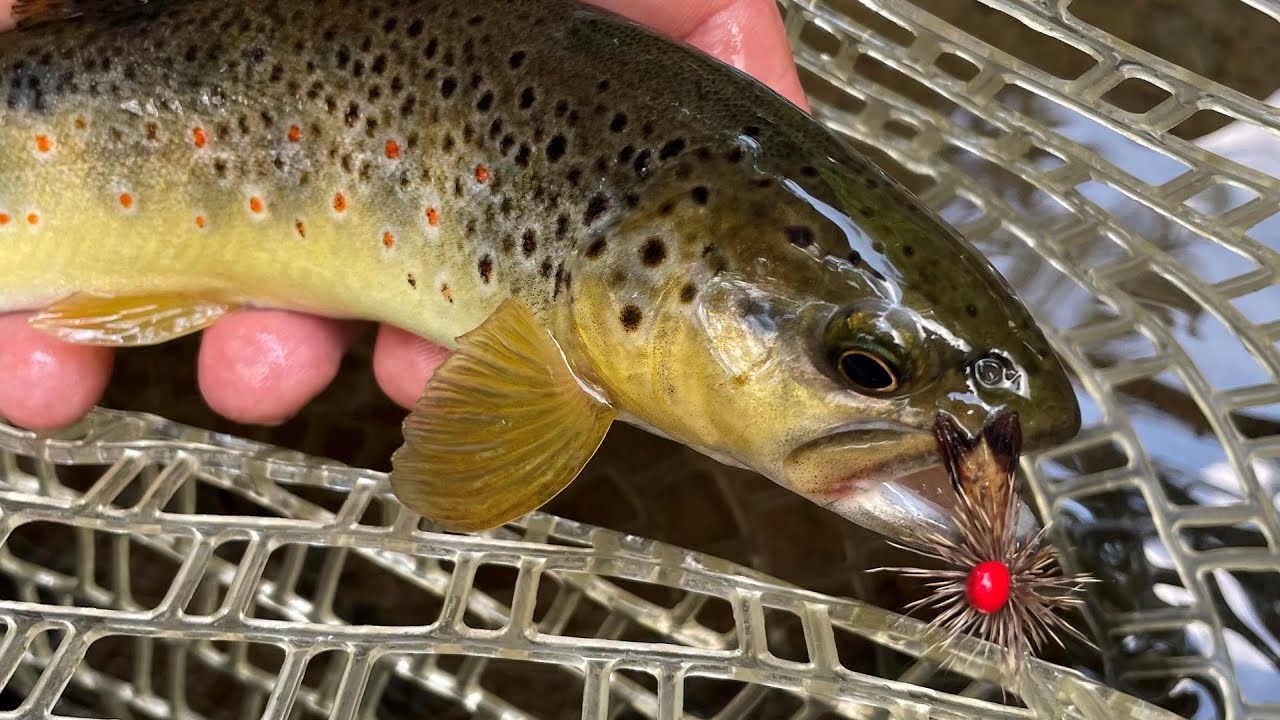 Devin's Italian Adventure