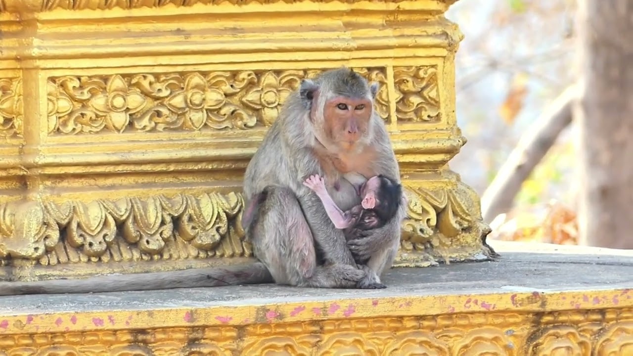 Mom Rani teach Baby Rano to walk on the temple