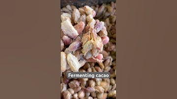 Fermenting cacao beans- the most important process in developing chocolate flavor & aroma🤙🏽🍫