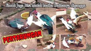 Bebek Jantan Memperebutkan Betina || ENTOK TUA vs Entok Muda