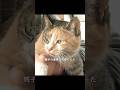 野良猫を保護した女性、その猫は家の中でこっそり子育てしていた、飼い主は何も知らなかった#shorts #動物解説