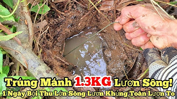 Câu lươn sông_Trúng Mánh Đậm!_1.3KG Lươn_1 ngày bội thu lớn toàn lươn to_tập917//Giant eel fishing