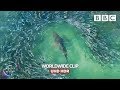 Shark devours wall of mullets  - Seven Worlds, One Planet | BBC Earth