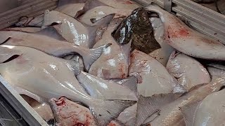 3A Halibut Trip, How To Longline For Halibut