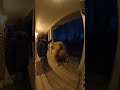 Kid Feeding a Lion on the Porch at Night