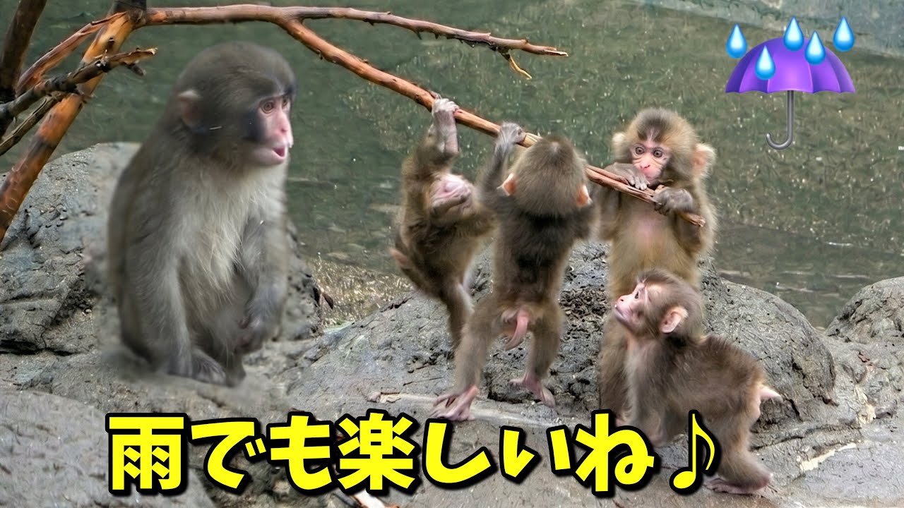 Punch the Monkey🐵] Huge Jump in the Rain! Even His Keeper Was