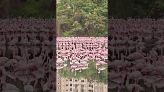 Flamingo 🦩 ka Duniya 🦩#flamingo #birds #love #travel