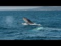 Haycock Point whale watching Australia Southern Ocean