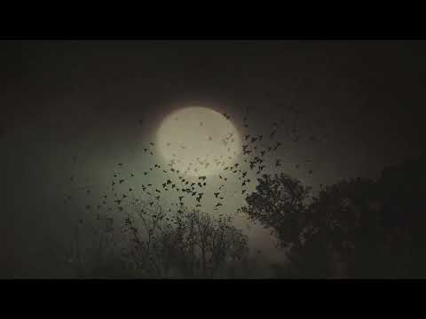 الغربان الليلية أجواء مخيفة أصوات الغابة الليلية