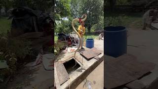 Spectacle snake rescue time #viral #snake #cobra #ads #YouTube